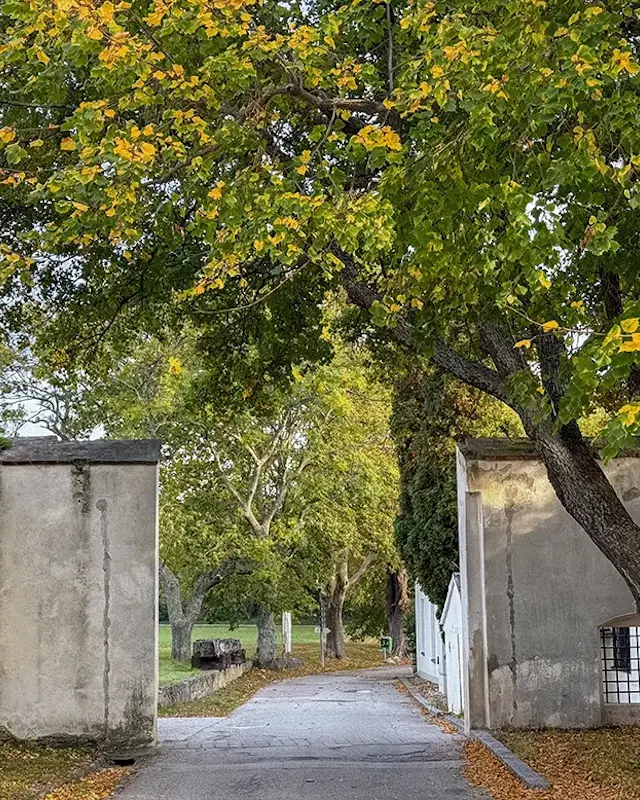 Eine baumgesäumte Allee auf dem Gelände des Freigut Thallern in Gumpoldskirchen.