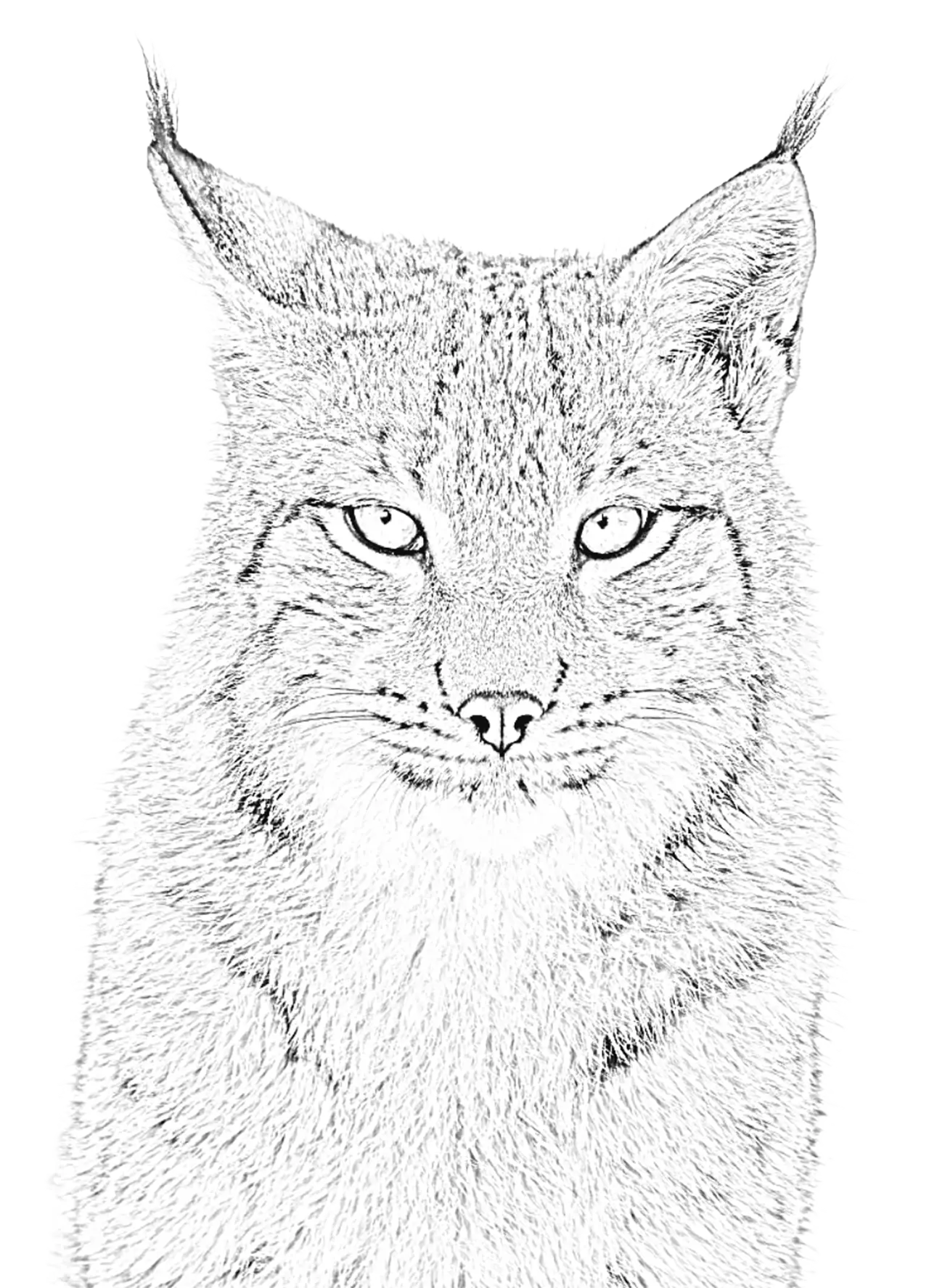 Luchs_ohne Hintergrund Luchs transparent in Form eines Wasserzeichens.